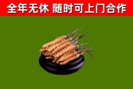 永宁回收散虫草