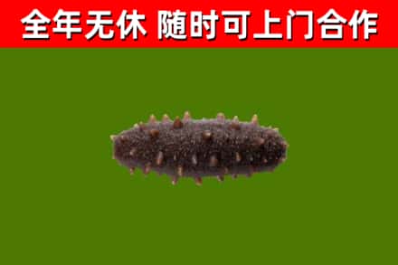 永宁回收海参干